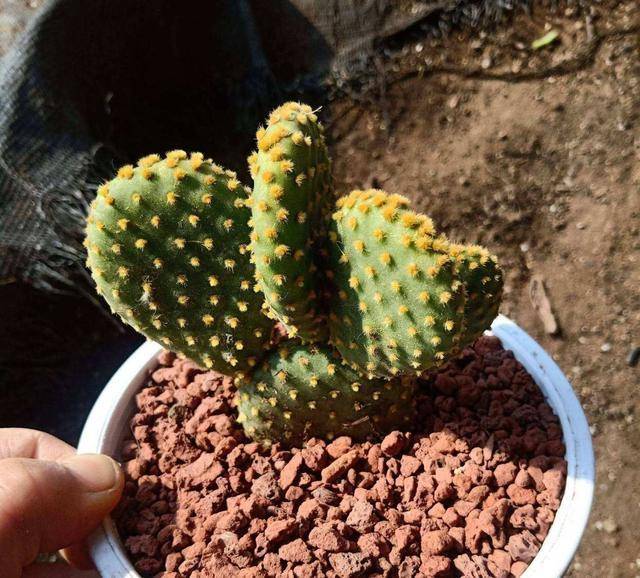 生命力顽强富贵多福的金毛掌这么养护肉厚雄壮妙趣多