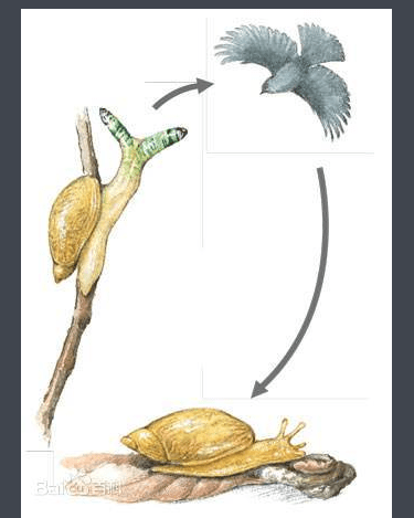 双盘吸虫鸟类图片