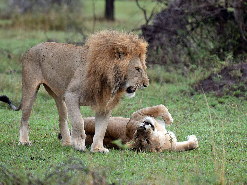 为了保护黑犀牛肯尼亚动物保护部门为狮子植入避孕药