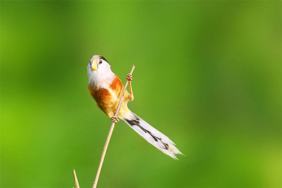 河北出现珍稀黄嘴鸟,用嘴敲芦苇秆捉虫吃,有时被大杜鹃借巢生蛋_虫子