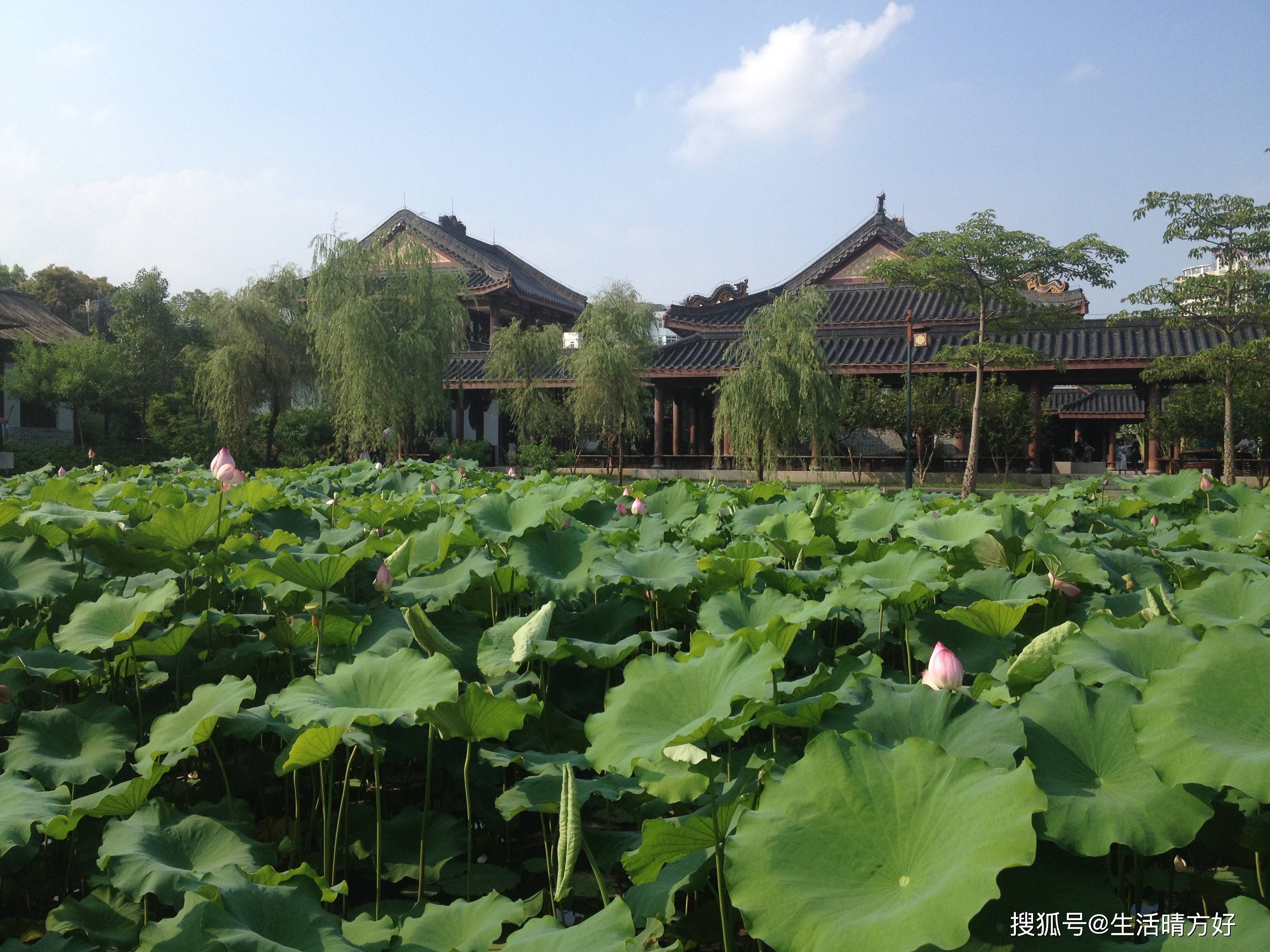 惠州西湖丰湖图片图片