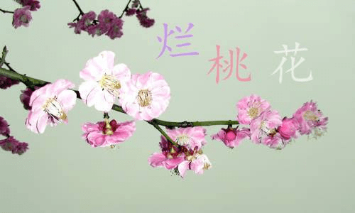 为什么你总是吸引烂桃花