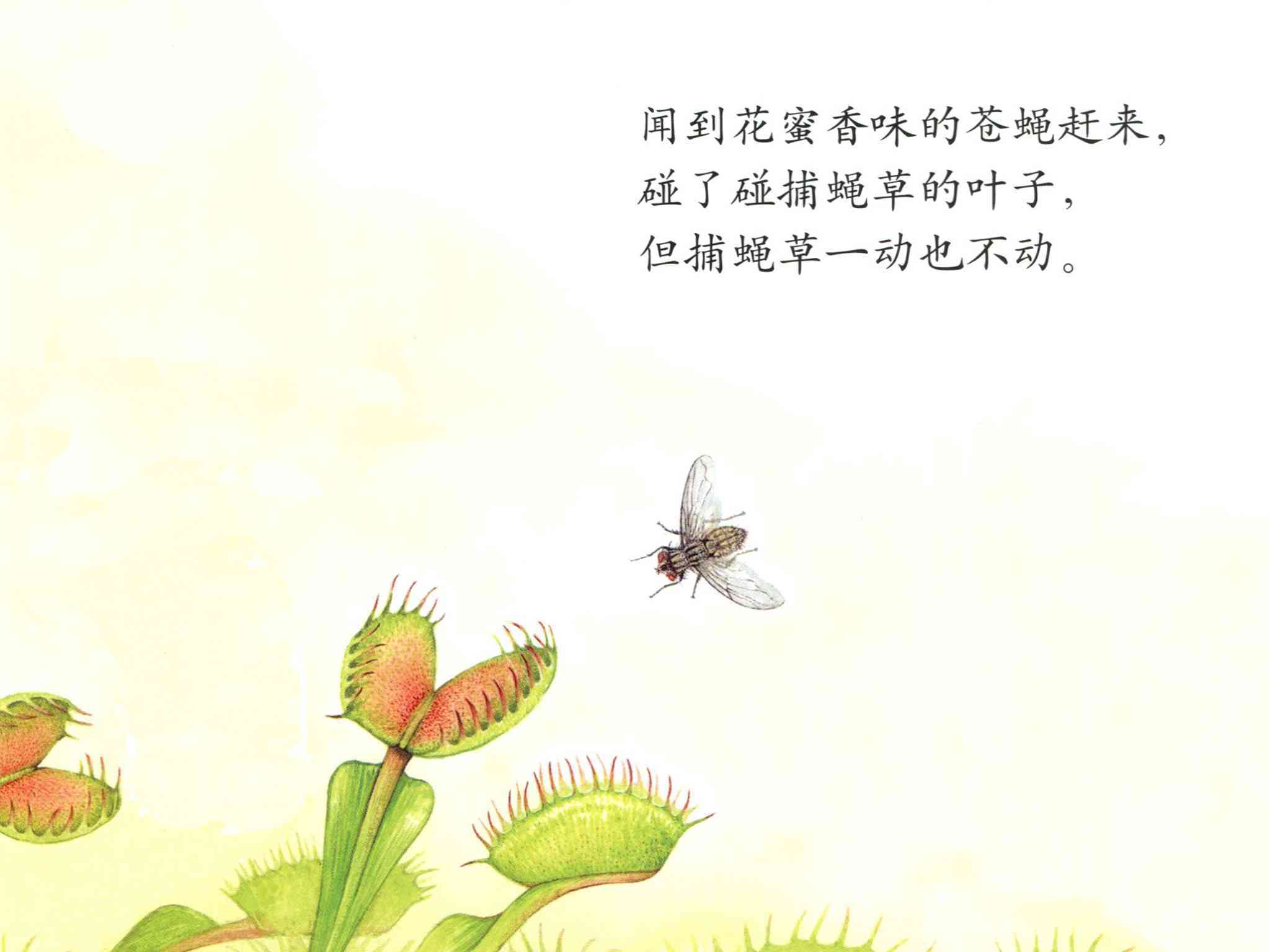 儿童绘本故事推荐《食虫植物》