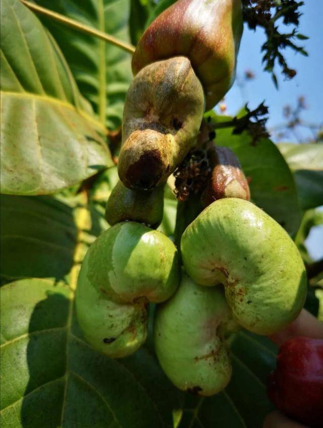 这种长得"凶巴巴"的梨子,居然是常吃的坚果,你认得出来吗?_腰果