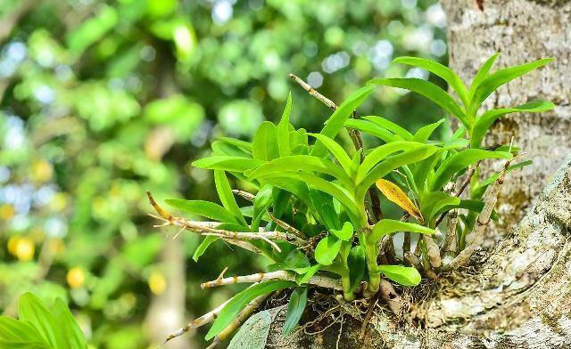 百结叶,杀死胃中的幽门螺杆菌对于胃不好的人来说,大多都是因为胃部