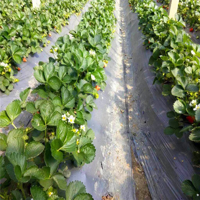 圣诞红草莓苗品种介绍