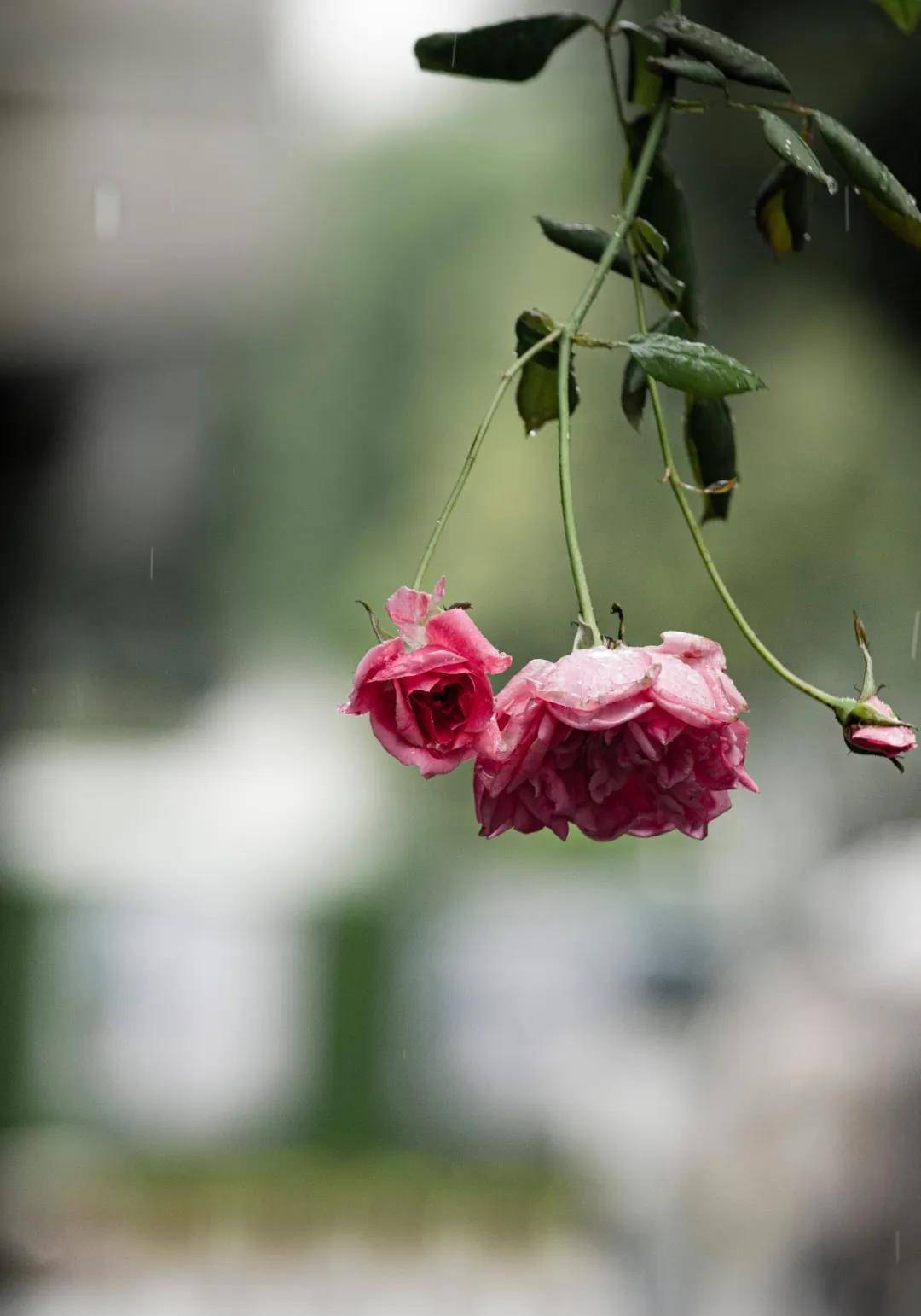 历经42天,苏州人告别梅雨季!_摄影