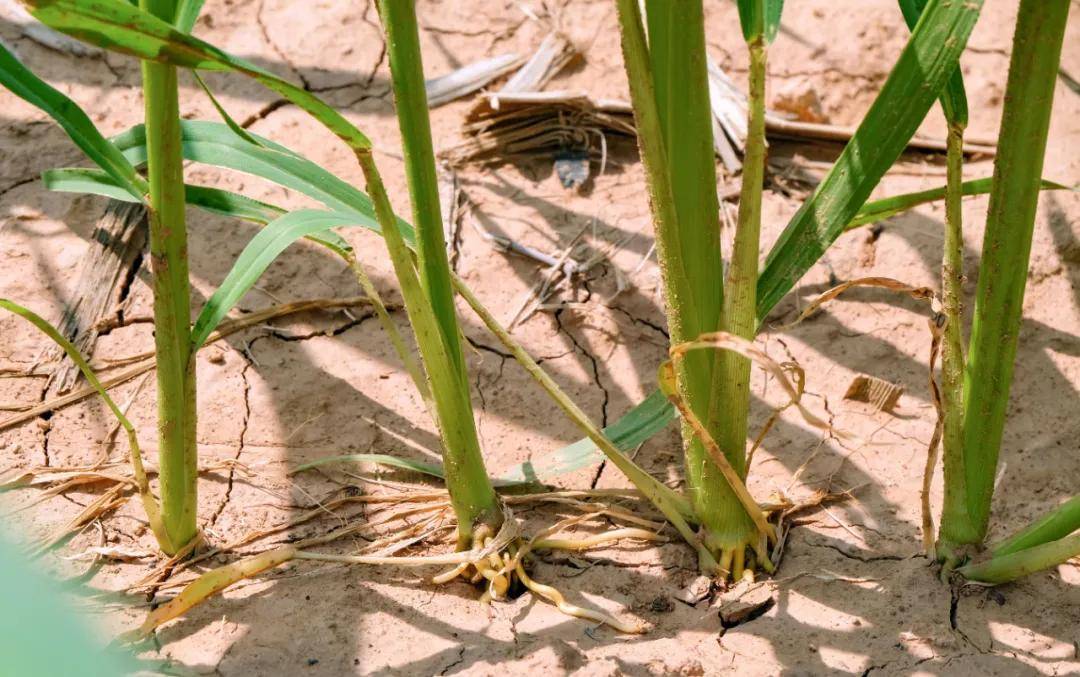 地肥水美新动态谷苗长大了砂锅上新了真味杏干儿即将上新