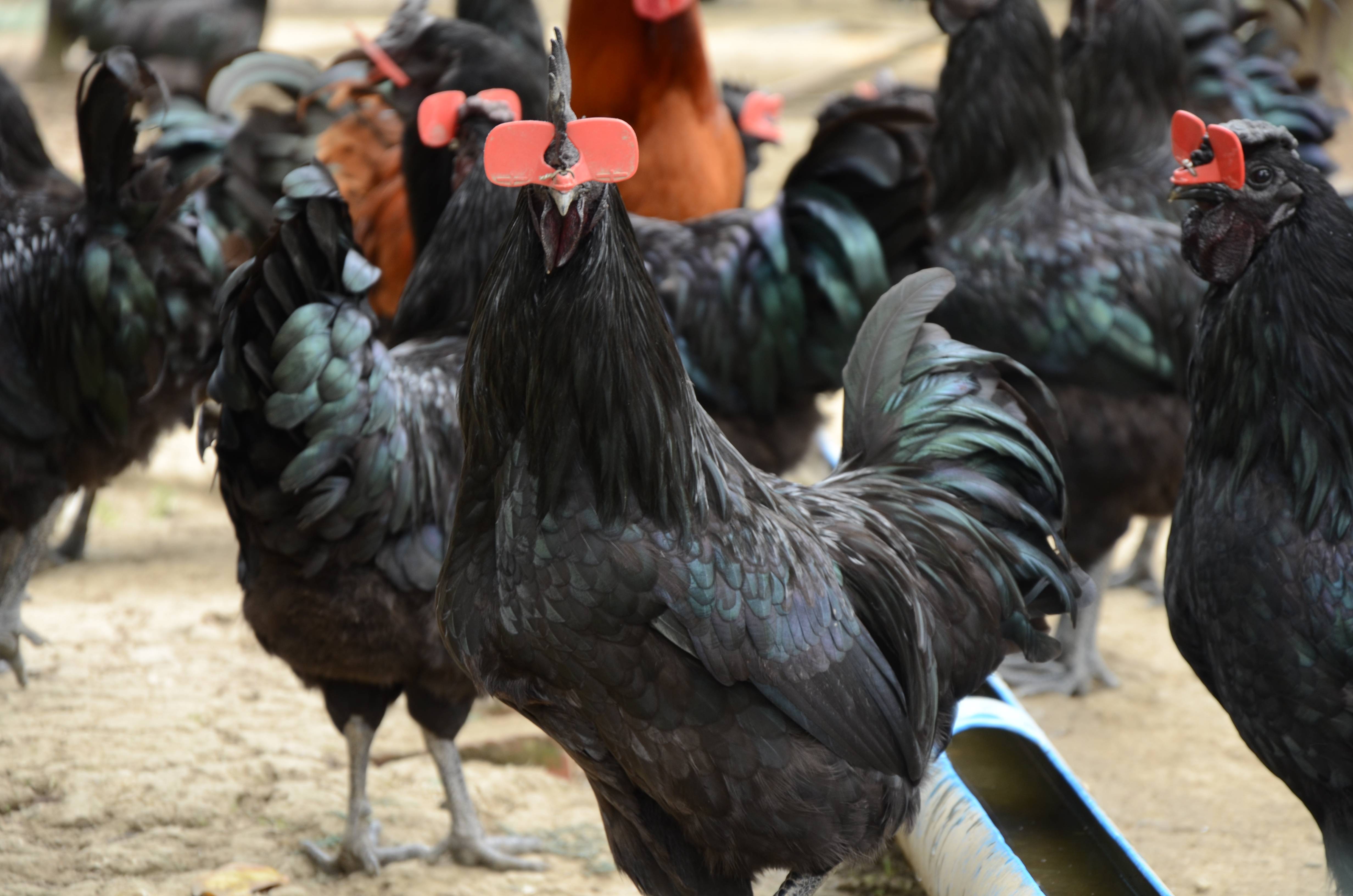 神仙味道凉笋鸡|来崇州不得不吃的当地美味