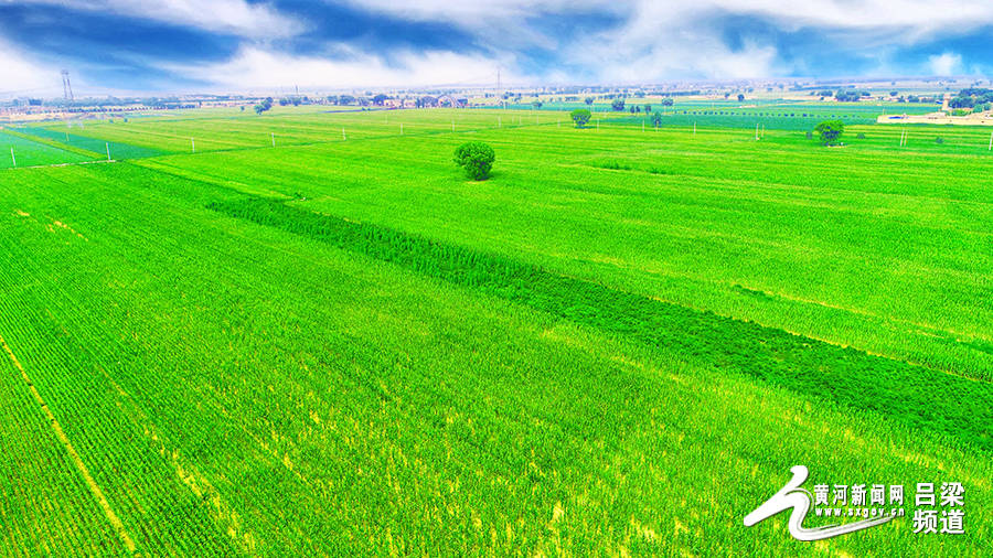 吕梁:夏日的农田回绿大地