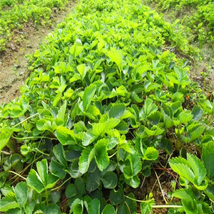 圣诞红草莓苗品种介绍