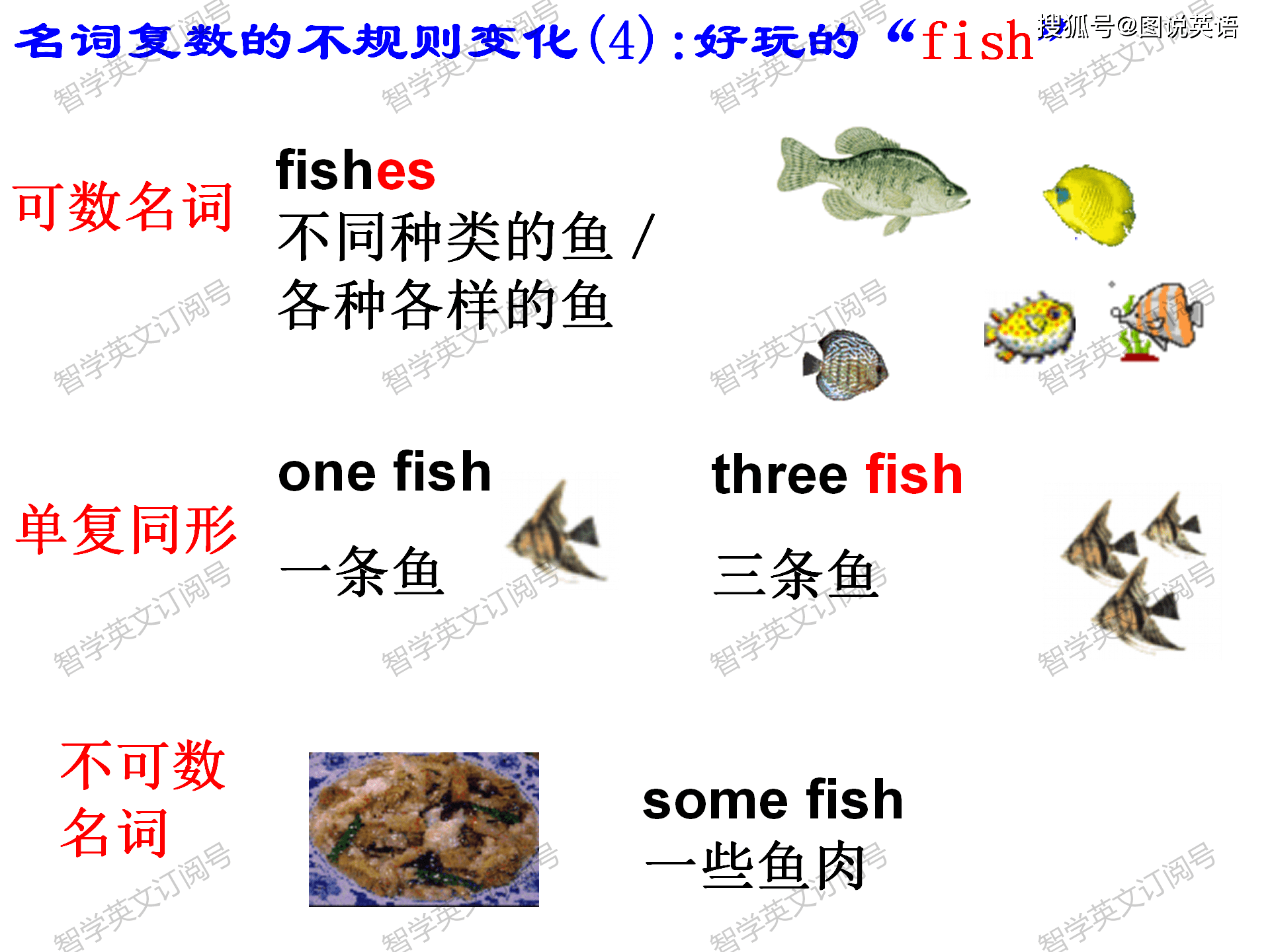 fish的复数形式图片