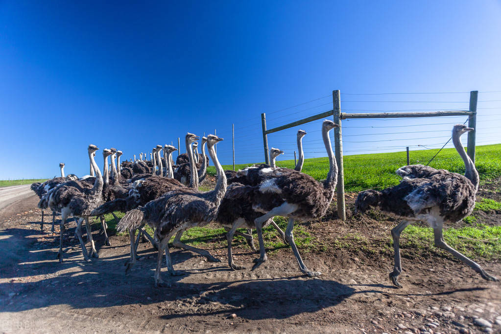 出身不是理由,穷小子也能逆袭成为养殖领头人!