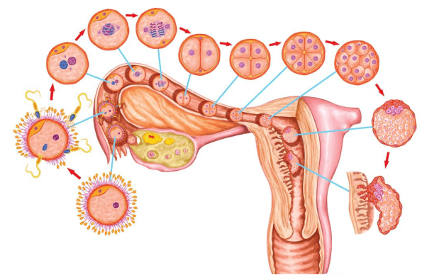 卵子成熟障碍,怎么破?