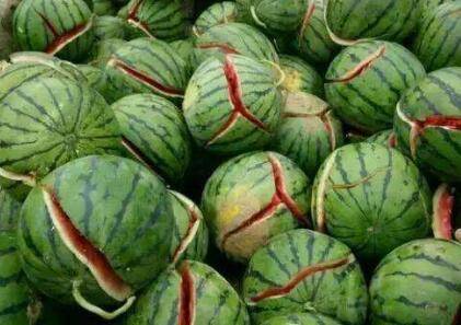 爆炸瓜产于江苏东台市,因皮薄而脆,碰到皮就炸开而得名.