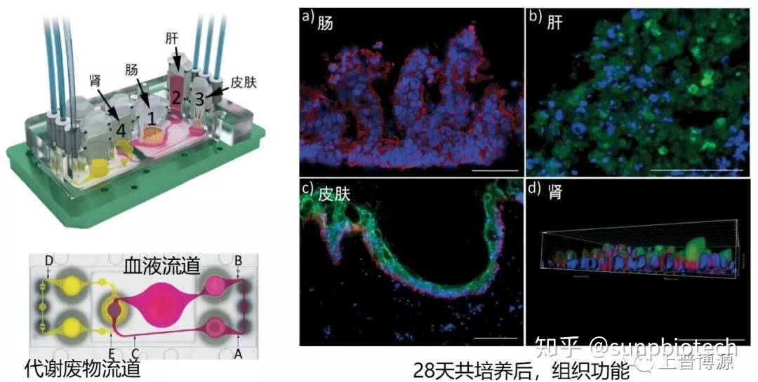 建立了一个肠-肝-皮肤-肾的多器官芯片系统
