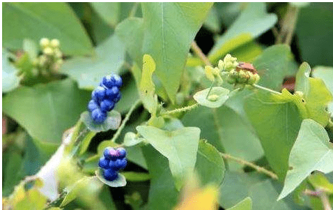 原创俗称蛇不过浑身长满倒刺农村娃当零食吃晒干后20元1斤