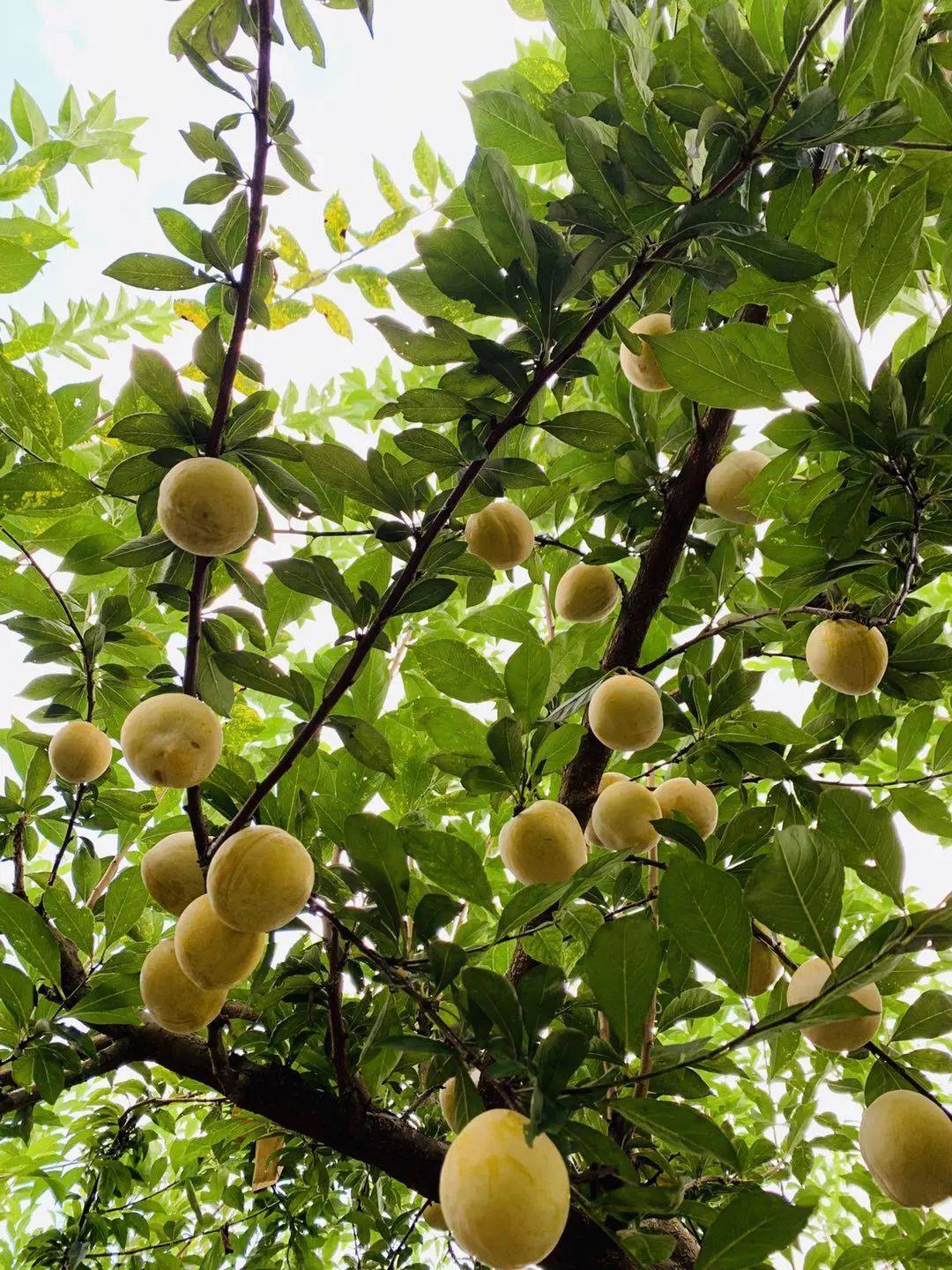 接近纯甜的黄金奈李连州上市啦!