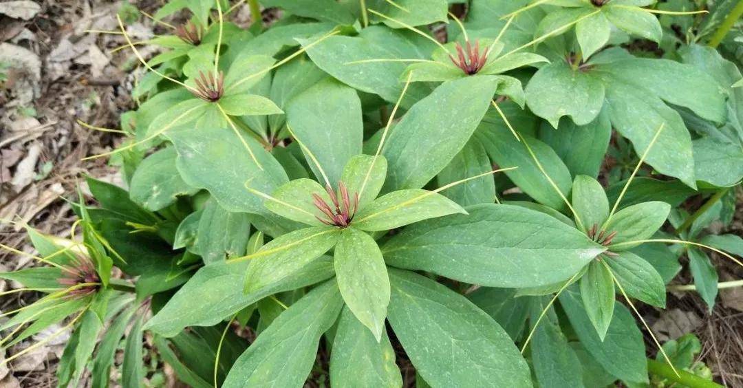 别名:蚤休,重楼