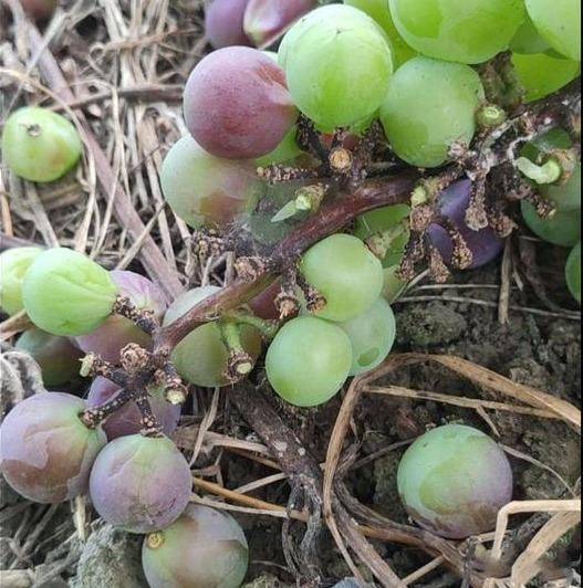 葡萄穗轴褐枯病导致穗轴褐枯,掉粒?果农做到2点即可高效防治_发病