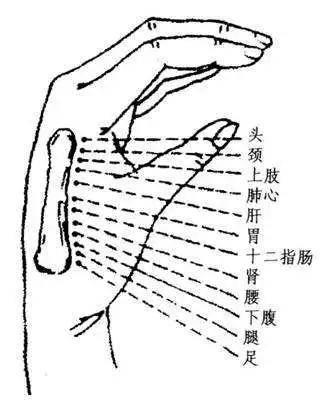 手第二掌骨全息图图片