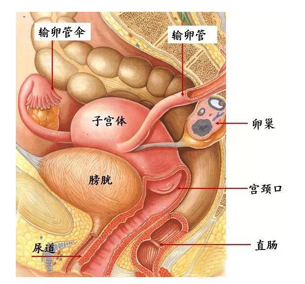 解剖图子宫图片