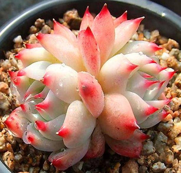 夏季养殖多肉水蜜桃,红浆果,注意这些技巧,叶片饱满又水灵