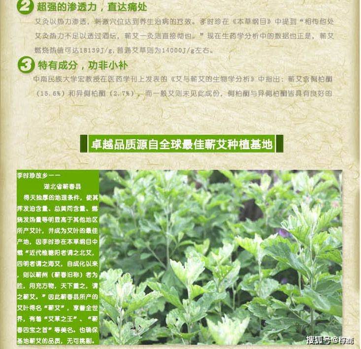 原创蕲艾是艾草之王为何很少人知道如何合理使用蕲艾