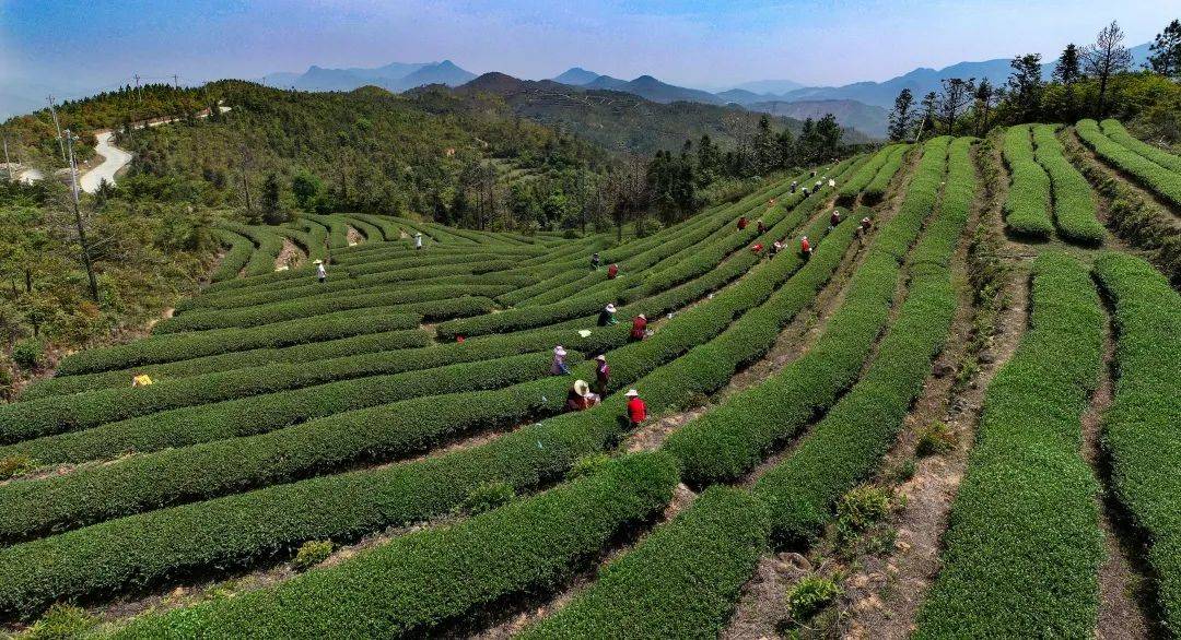 寻访你没喝过的福建茶莆田郑宅茶