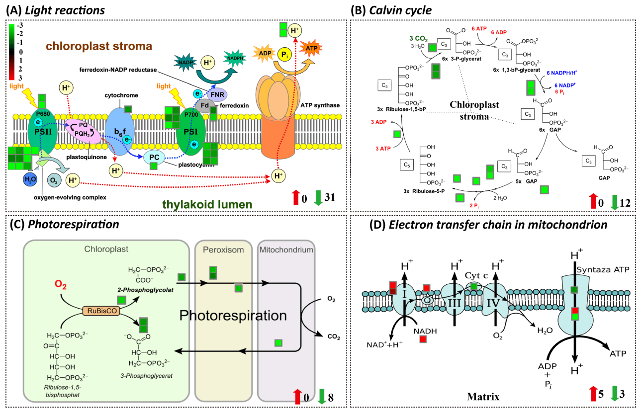 gc-ms非靶向代謝組 轉錄組學助力羅學剛團隊再發多組學植物鈾研究_分