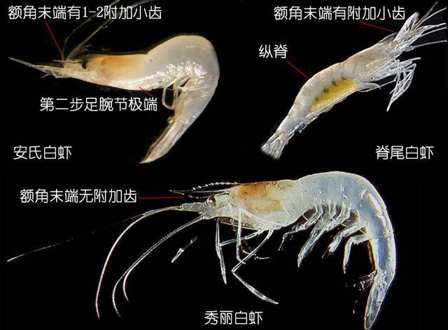 如何鉴别对虾,罗氏虾,北极甜虾……一文解决"虾"认识_幼体