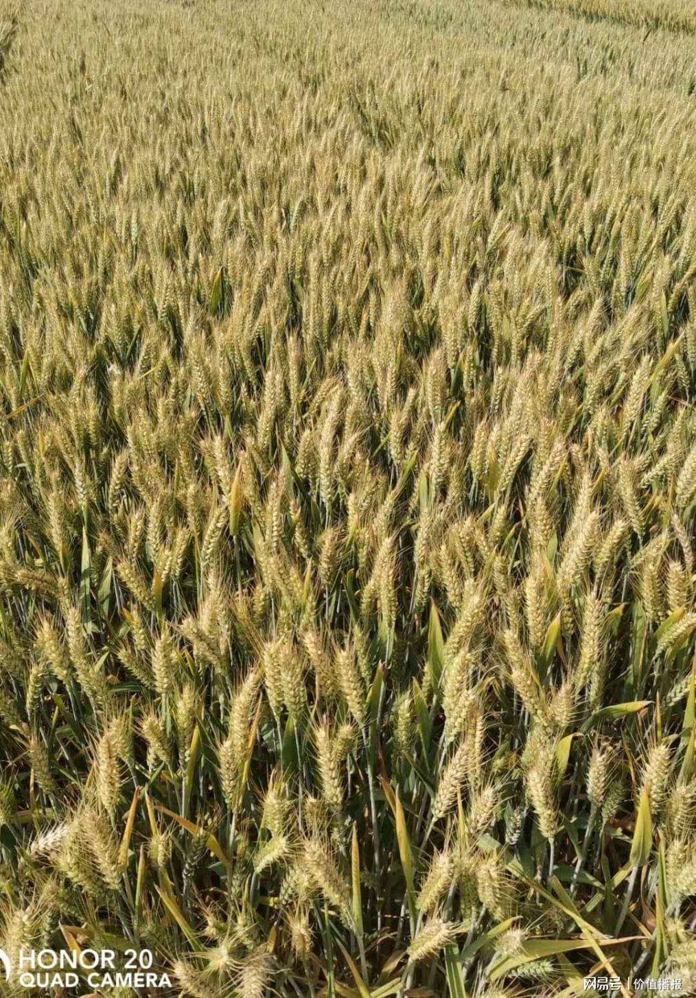 郑科168小麦品种图片