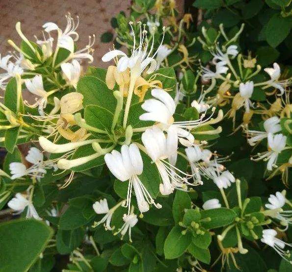 家里种棵金银花,相当常备解暑秘方,摘朵花泡茶好处多多