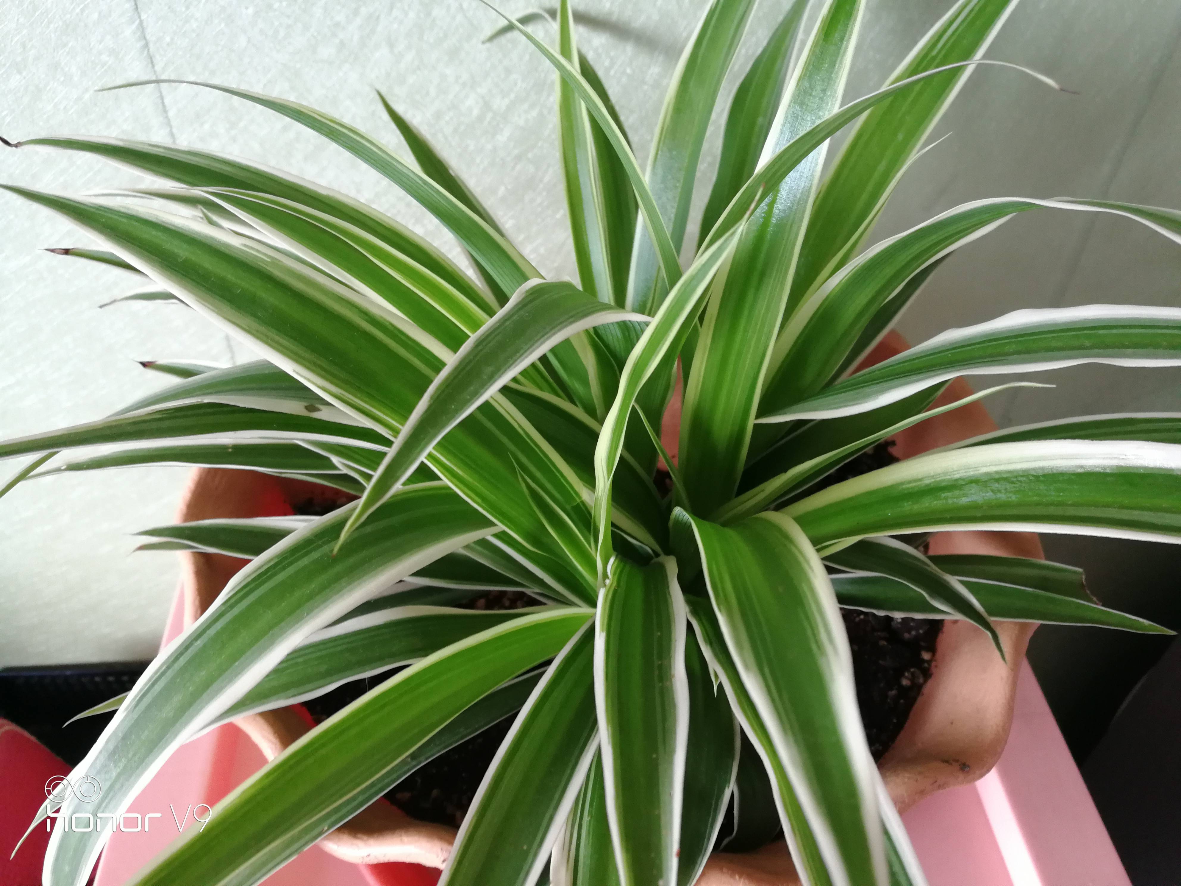 吊兰——居家必养的美观植物