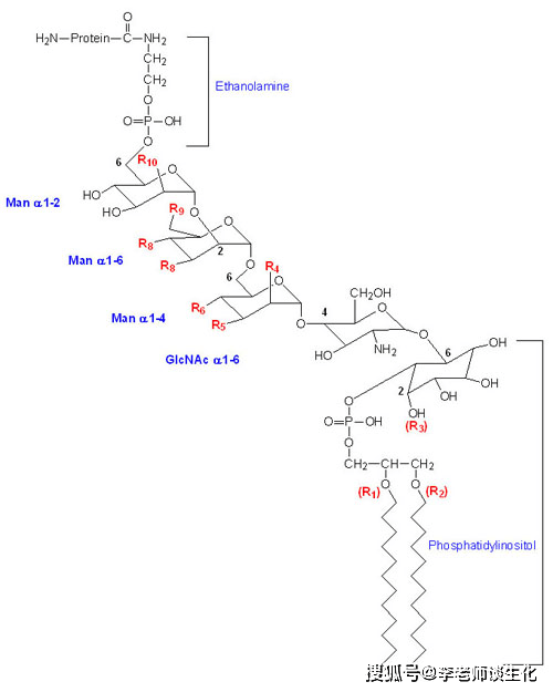 糖基磷脂酰肌醇(gpi)锚的一般结构.themedicalbiochemistrypage