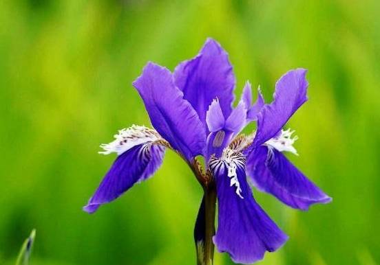 原创3种"紫花"好养又美丽,阳台摆几盆,花朵砰砰开成球,惊艳极了