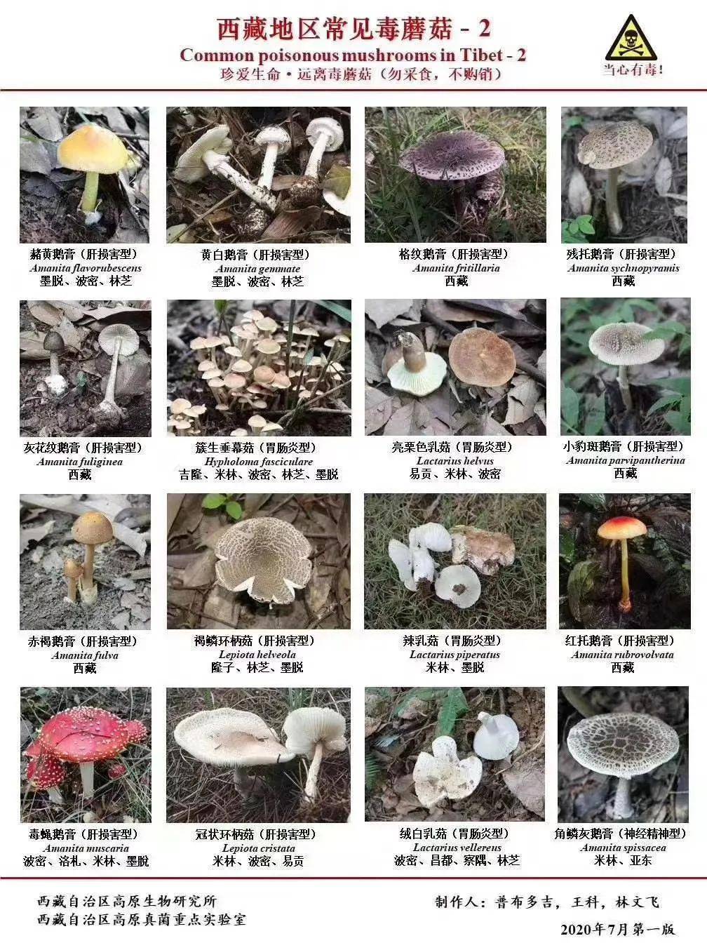 十大毒菇图片