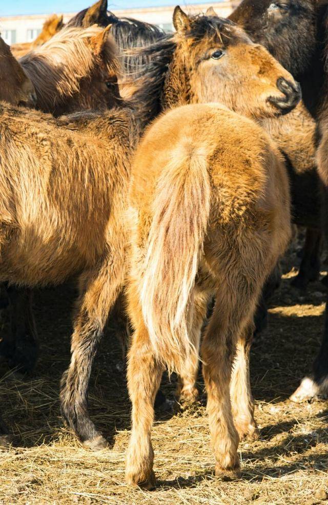 记得一部电影里的台词"马尾巴的功能",咱就研究一下马尾巴功能