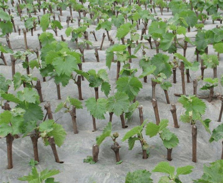 南方提子葡萄种植与管理