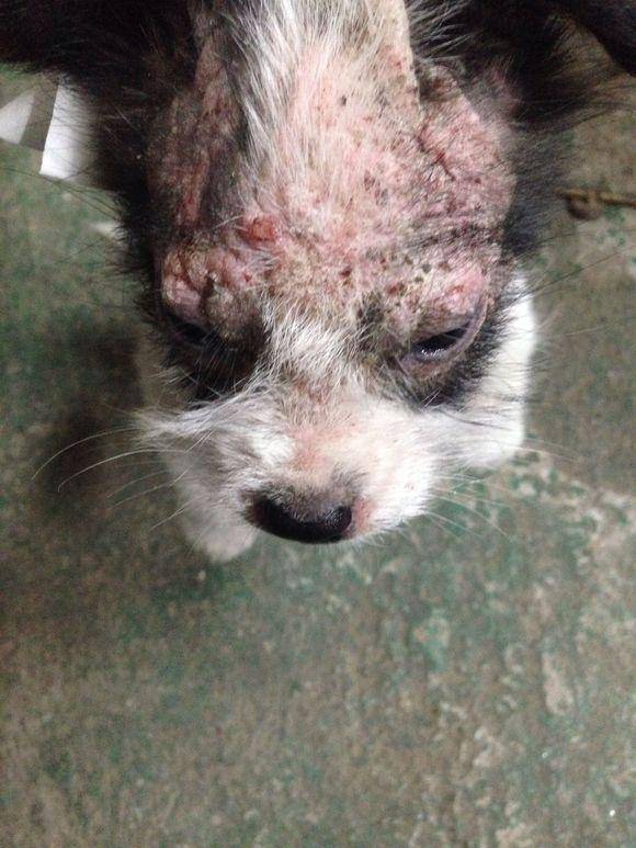 原创流浪小奶狗全身皮肤病路边讨吃的遭嫌弃,狗狗委屈的眼神看哭女孩