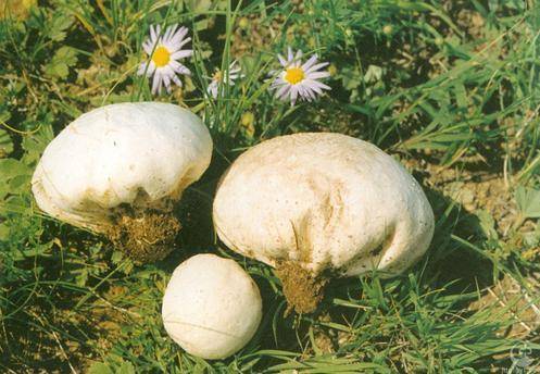 恶魔雪茄有毒吗恶魔雪茄可不可以吃