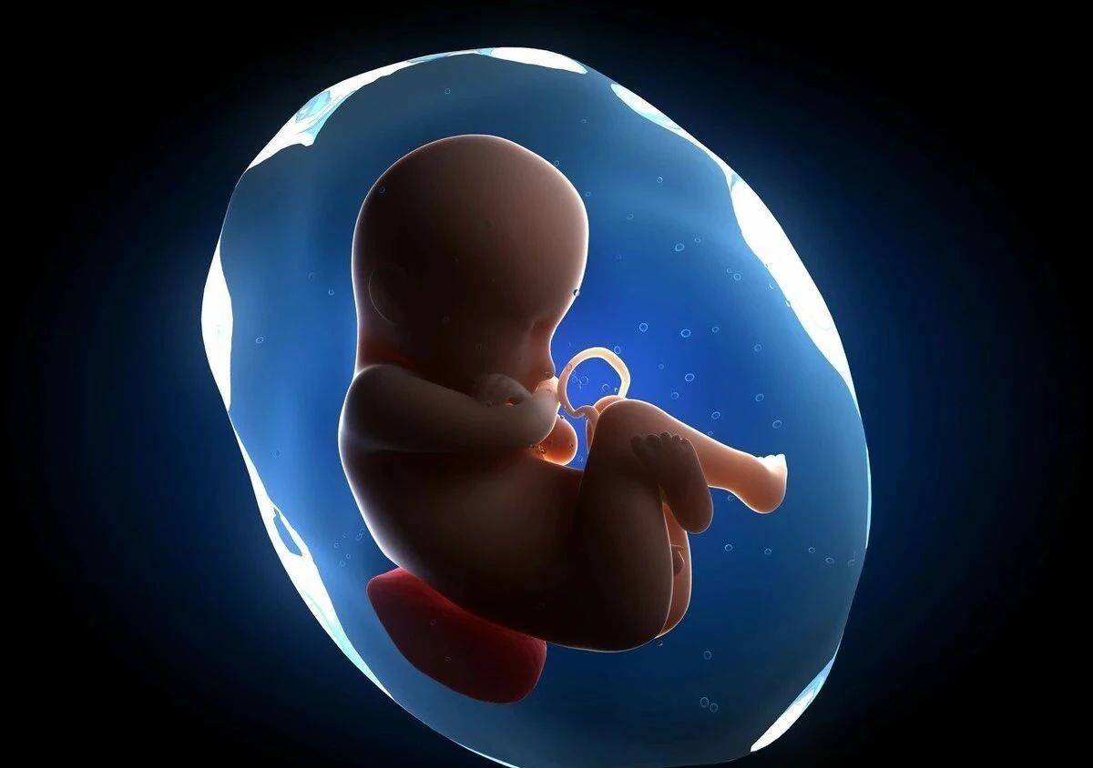 胎儿在羊水里图片
