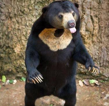 熊这种动物有多可怕