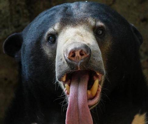 熊这种动物有多可怕?