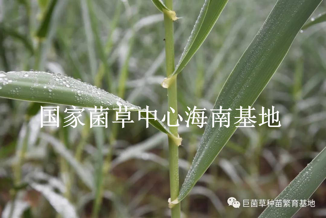 我国|高效修复土壤污染的超富集植物：绿洲一号
