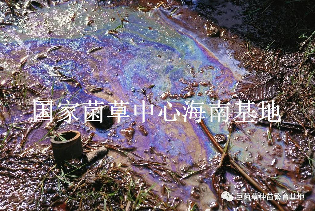 我国|高效修复土壤污染的超富集植物：绿洲一号
