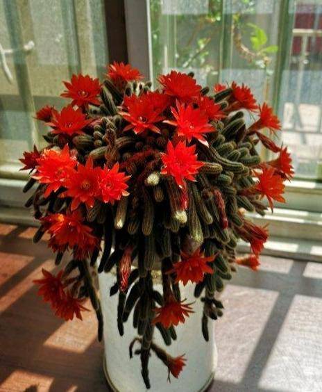 仙人掌“毛毛虫”，使劲虐，冻半死！呼呼爆崽，开花就炸窝_梅花角