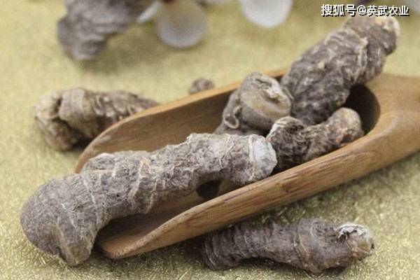 黄精的药理功效分析_多糖