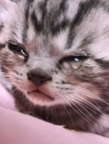 猫咪刚到新家不适应,委屈得眼泪哗哗直下,看得新主人很是心疼_男子