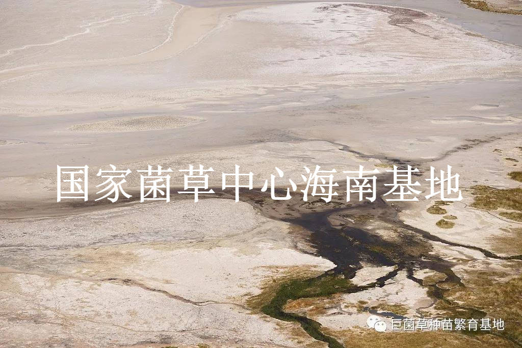 我国|高效修复土壤污染的超富集植物：绿洲一号